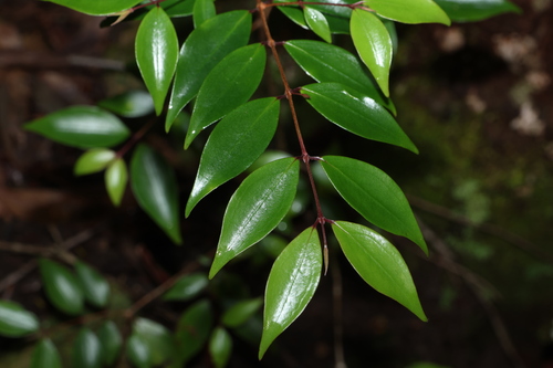 Archirhodomyrtus beckleri, photograph 1