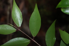 Archirhodomyrtus beckleri