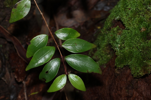 Archirhodomyrtus beckleri, photograph 4
