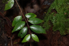 (c) Greg Tasney, some rights reserved (CC BY-SA) Archirhodomyrtus beckleri, photograph (c) Greg Tasney, some rights reserved (CC BY-SA)