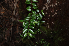 (c) Greg Tasney, some rights reserved (CC BY-SA) Archirhodomyrtus beckleri, photograph (c) Greg Tasney, some rights reserved (CC BY-SA)