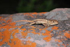 Sceloporus horridus