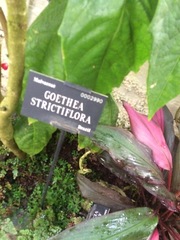Pavonia strictiflora
