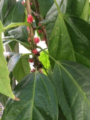 Pavonia strictiflora