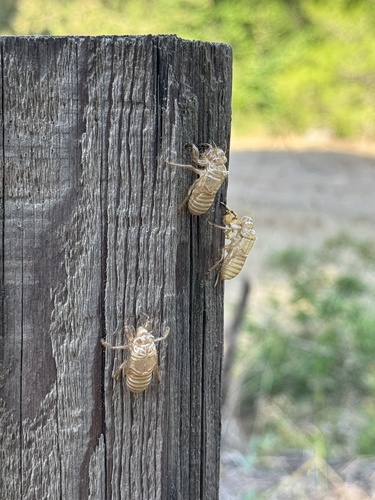 Ash Cicada