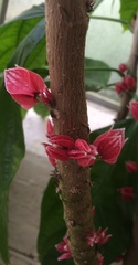 Pavonia strictiflora