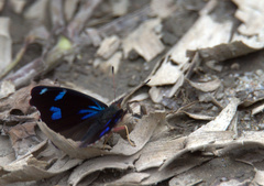 Orophila