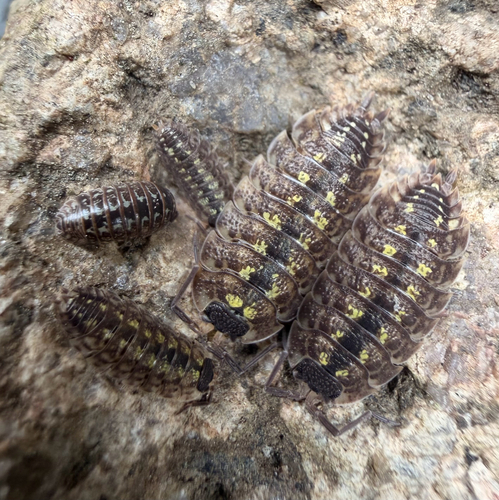 Brickwork Woodlouse