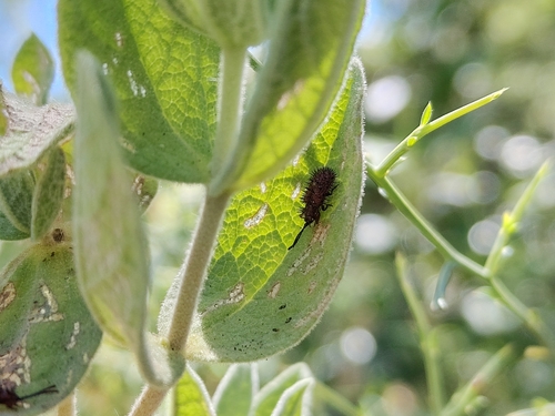 Dicladispa testacea