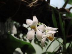 Cuitlauzina