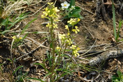 Erysimum crepidifolium