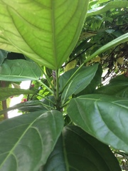 Pavonia strictiflora