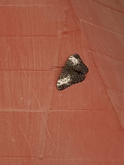 Hamadryas amphichloe