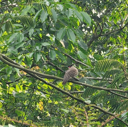 Red-whiskered Bulbul