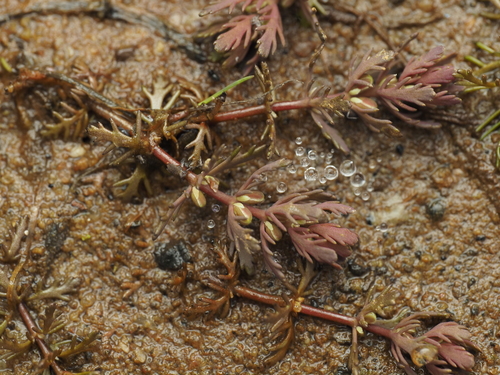 Myriophyllum verrucosum (Myriophyllum verrucosum)