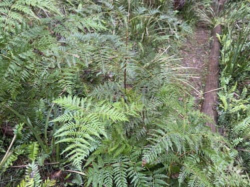 Austral Bracken