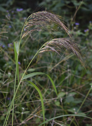 Sorghum laxiflorum observed 2026-04-22