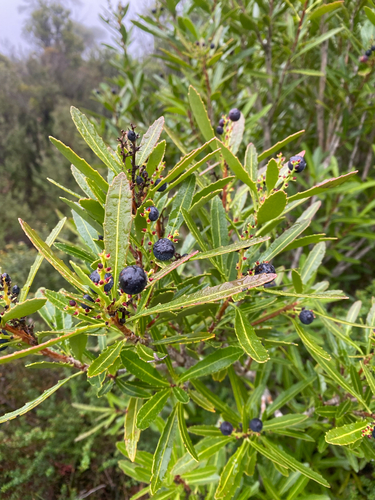 Cenarrhenes nitida, photograph 3
