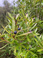 Cenarrhenes nitida, photograph (c) Corey O'Brien, some rights reserved (CC BY)