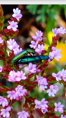 Psilothrix viridicoerulea