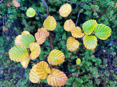 Nothofagus gunnii