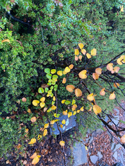 Nothofagus gunnii, photograph (c) Corey O'Brien, some rights reserved (CC BY)