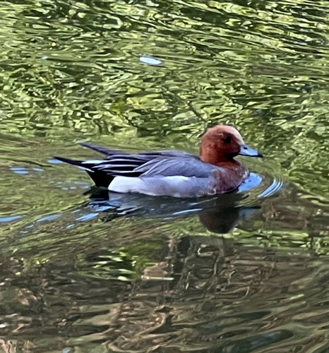 Eurasian Wigeon