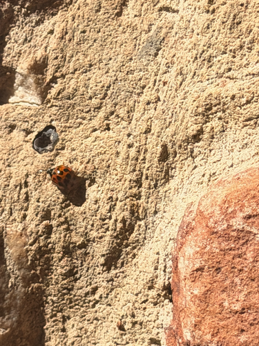 Asian Lady Beetle