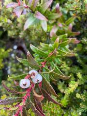 Gaultheria hispida, photograph (c) Corey O'Brien, some rights reserved (CC BY)