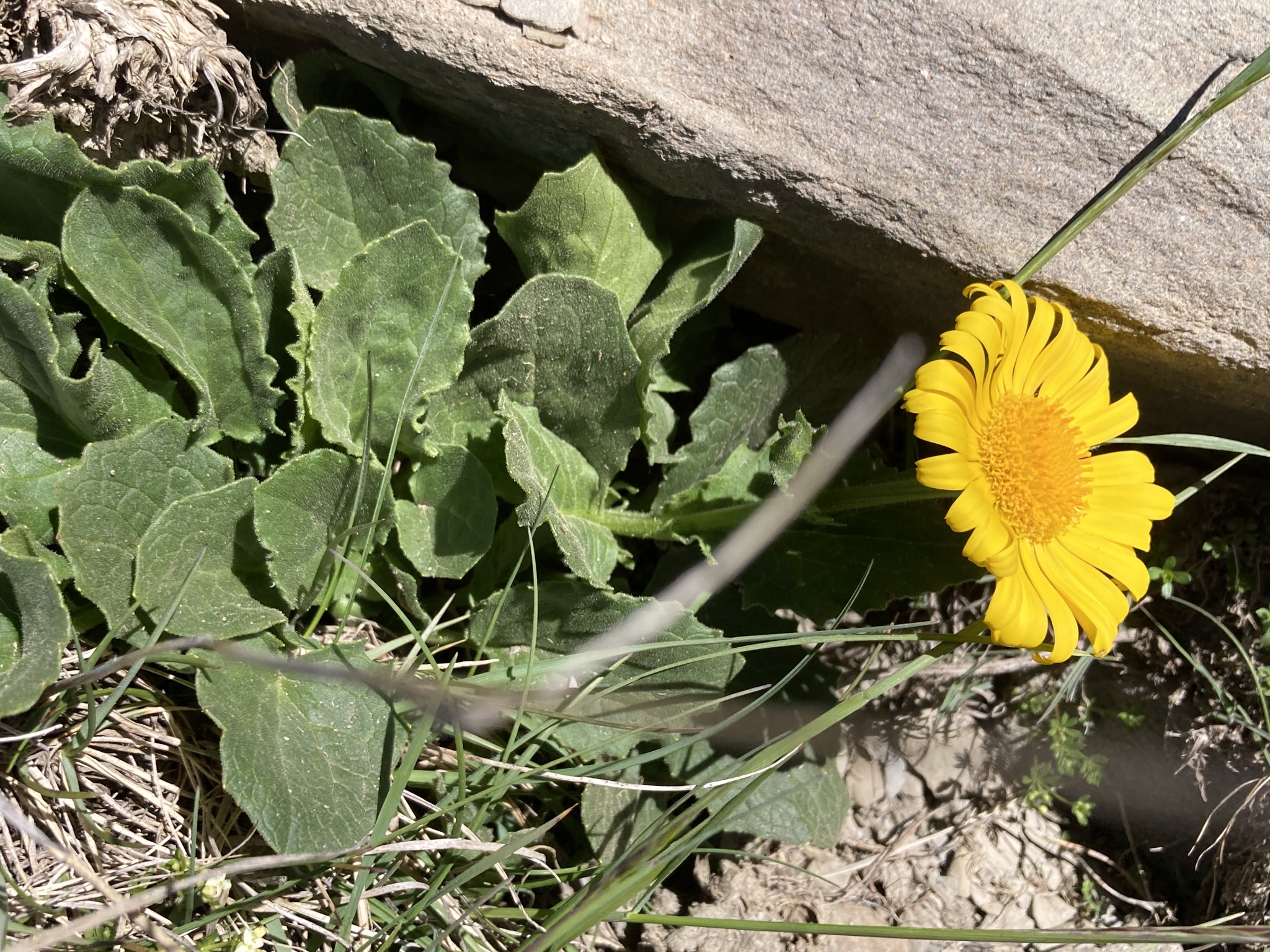 Large-flowered leopard's bane