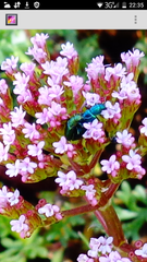 Psilothrix viridicoerulea