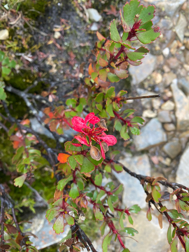 Bellendena montana, photograph 4