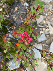 Bellendena montana, photograph (c) Corey O'Brien, some rights reserved (CC BY)