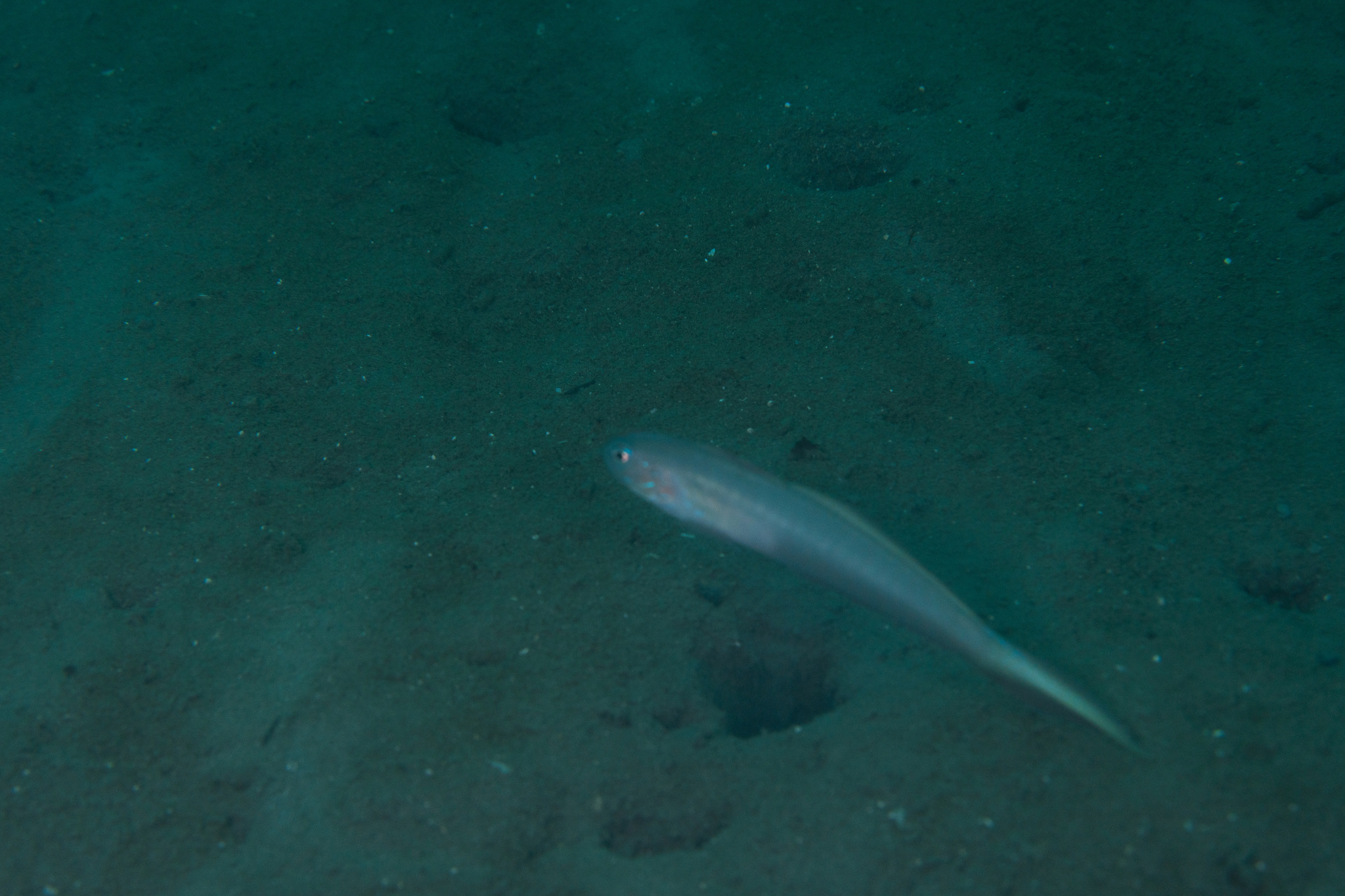 Robust Ribbongoby photo 2