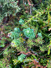 Ozothamnus rodwayi