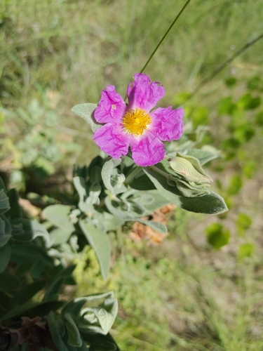 Grey-leaved Cistus