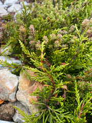 Microcachrys tetragona