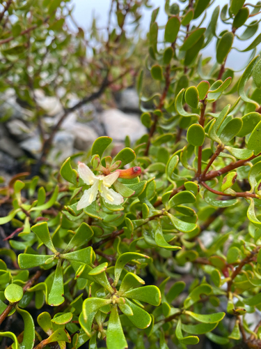 Persoonia gunnii, photograph 4