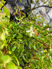 (c) Corey O'Brien, some rights reserved (CC BY) Persoonia gunnii, photograph (c) Corey O'Brien, some rights reserved (CC BY)