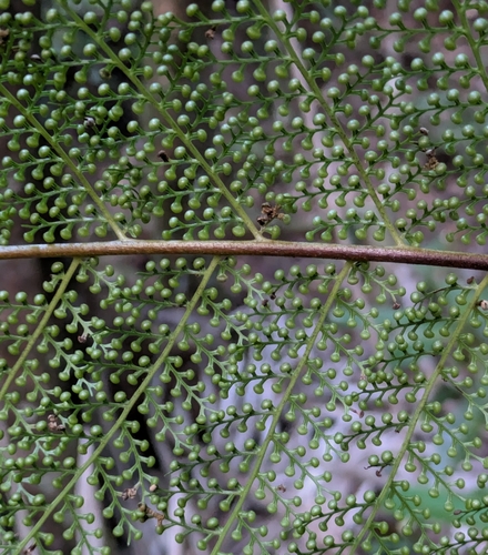 Dicksonia thyrsopteroides observed 2026-06-12