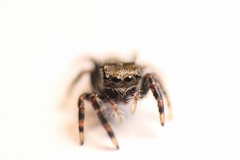 Salticinae