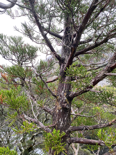 Athrotaxis selaginoides, photograph 6