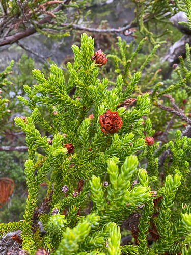 Athrotaxis selaginoides, photograph 5