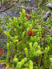 (c) Corey O'Brien, some rights reserved (CC BY) Athrotaxis selaginoides, photograph (c) Corey O'Brien, some rights reserved (CC BY)