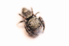 Salticinae