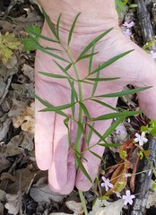 Perideridia gairdneri