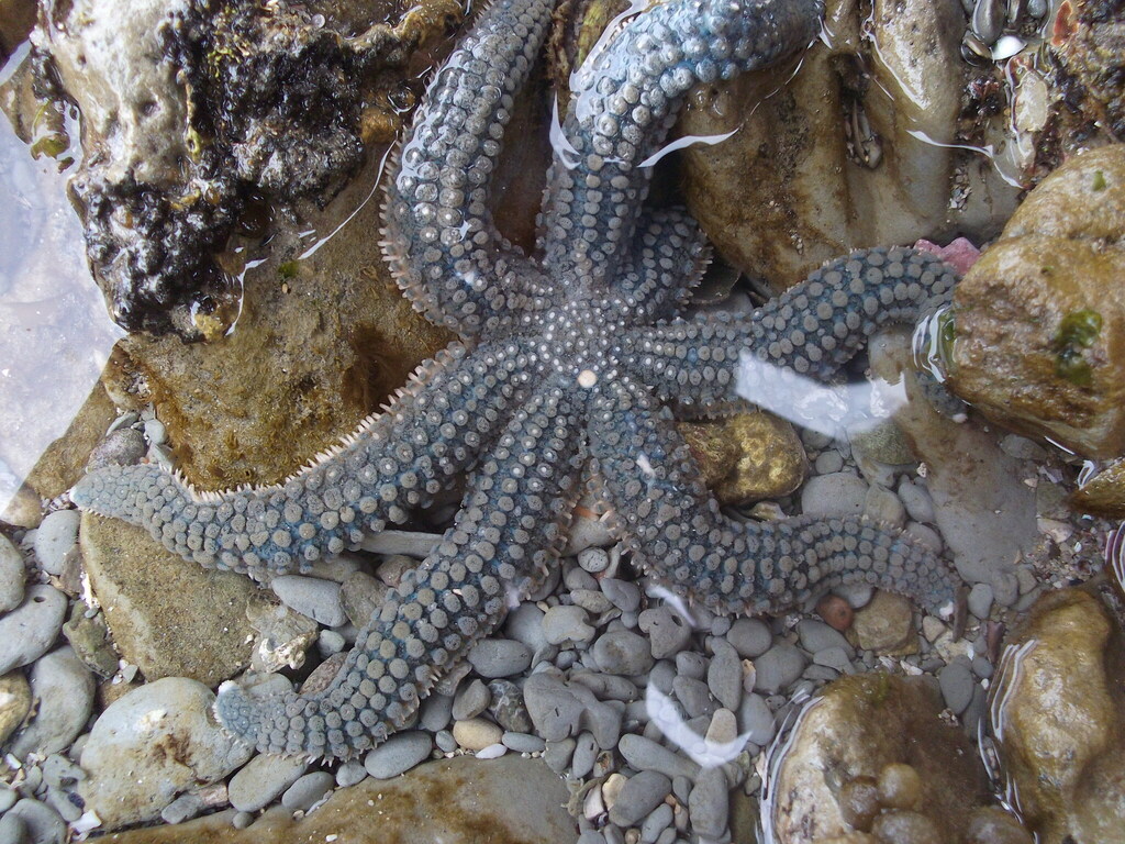 Seven-armed Sea Star
