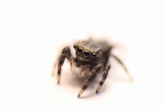Salticinae