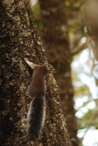 Mexican Fox Squirrel