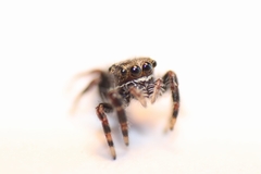 Salticinae